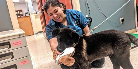 veterinarians looking for a job.